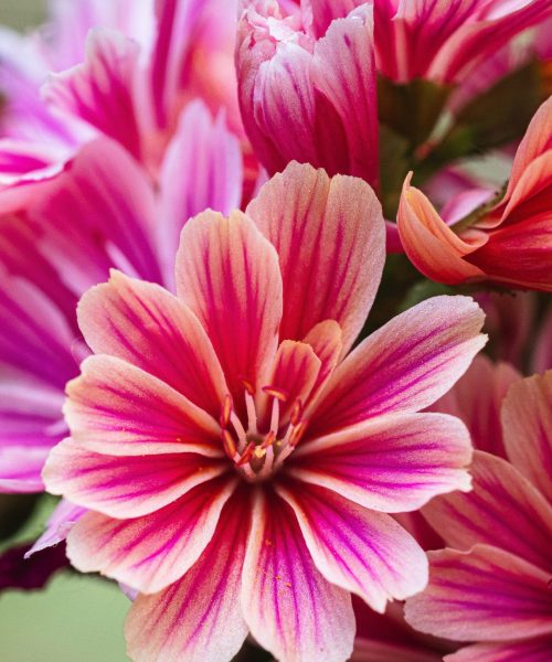 blume